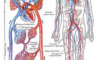 Тромбофлебит. Причины, симптомы и признаки, диагностика, лечение и профилактика. Важные аспекты для здоровья.