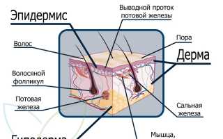Отрубевидный лишай. Причины, симптомы, признаки, диагностика и лечение патологии кожи