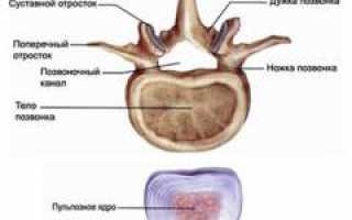Спондилез. Спондилез грудного, шейного, поясничного и грудного отделов, причины, симптомы, диагностика и лечение патологии у пациентов