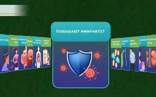 Семена укропа – как получить из них всю пользу для организма и здоровья