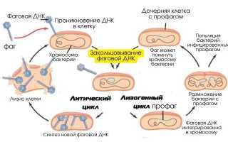 Какие есть ограничения у фаготерапии в современной медицине?