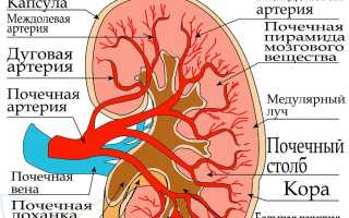Нефроптоз (опущение почек). Причины, симптомы, признаки, диагностика и лечение патологии у пациентов.