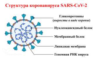 Коронавирус сегодня глазами врача эпидемиолога: актуальные факты и мнения
