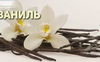 Специи против болезней: самые полезные приправы на вашей кухне для здоровья