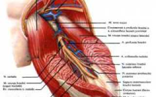 Болит плечо. Причины, виды болей, патологии, вызывающие болезненность и их лечение