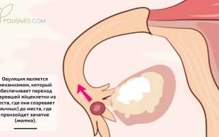 Признаки овуляции и их значение для планирования беременности