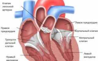 Эндокардит. Причины, симптомы, признаки, диагностика и лечение патологии у пациентов