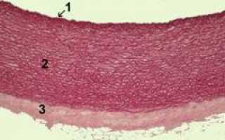 Васкулит. Аллергический, геморрагический, уртикарный васкулит: причины, симптомы, диагностика и лечение заболеваний.