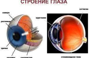 Почему мы видим — как устроены человеческие глаза и их функции