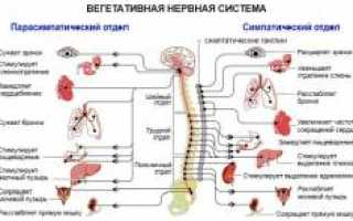 Вегето-сосудистая дистония. Причины, симптомы и лечение патологии для здоровья