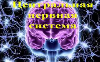 Основы иерархии гормонов в организме человека: ключевые аспекты и влияние