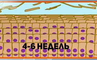 Гусиная кожа – фолликулярный кератоз – если пупырышки не проходят, что делать?