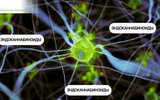 Каннабидиол – экстракт конопли от стресса, тревожности, заболеваний сердца и суставов: польза и эффекты, почему он набирает популярность в современном мире.