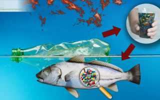 Самая опасная еда 21 века: что нужно знать