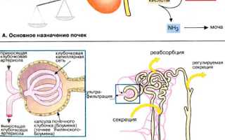 Фильтрационная функция почек