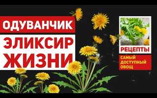 Одуванчик – дикорастущий овощ, о котором мы забыли: польза, рецепты и применение