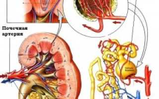 Острый гломерулонефрит — симптомы, методы диагностики и лечения, диета. Анализ мочи и крови при гломерулонефрите для эффективного лечения.