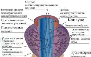 Рак простаты. Причины, симптомы, стадии, лечение заболевания. Операция при раке простаты: важные аспекты.