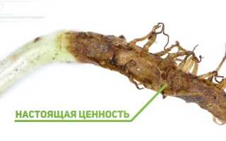 Корень аира: исцеляющий тростник, растущий на болотах, для здоровья и благополучия