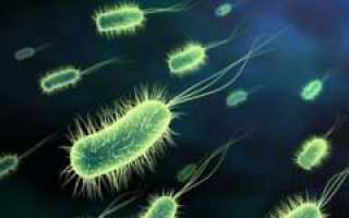 Брюшной тиф. Симптомы, диагностика, анализы и прививка от болезни. Полное руководство