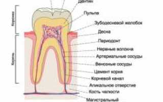 Гингивит. Причины, симптомы и признаки, диагностика и эффективное лечение заболевания у взрослых.