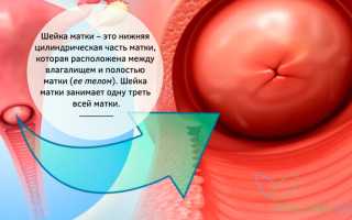 Как по шейке матки определить день овуляции и наступление беременности? Осмотр и ощупывание шейки матки для женщин