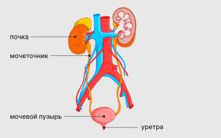 Органы мочевыделительной системы находятся