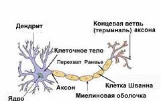 Невринома (шваннома). Причины, симптомы и признаки, диагностика, лечение заболеваний нервной системы
