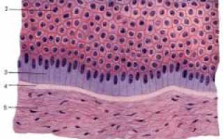 Витилиго — причины, симптомы, признаки, диагностика и лечение патологии кожи