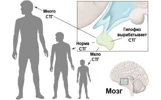 Гормон роста или соматотропный гормон: эффект у взрослых и детей, влияние на здоровье