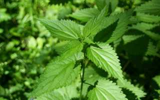 Крапивница. Причины, симптомы и признаки, первая помощь, лечение, диета при патологии и советы по уходу