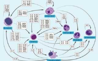 Неочевидные полезные эффекты бактериофагов для здоровья человека