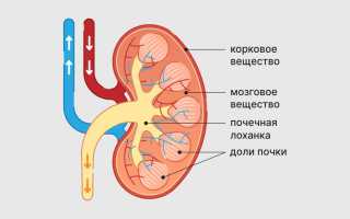Основной функциональный элемент почек