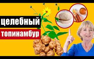 Топинамбур: целебный продукт-пребиотик, полезный для всего организма и здоровья
