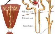 Структурная единица почек