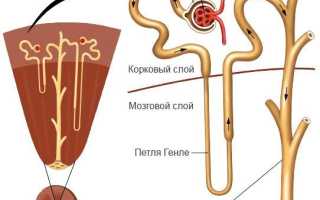 Структурная единица почек