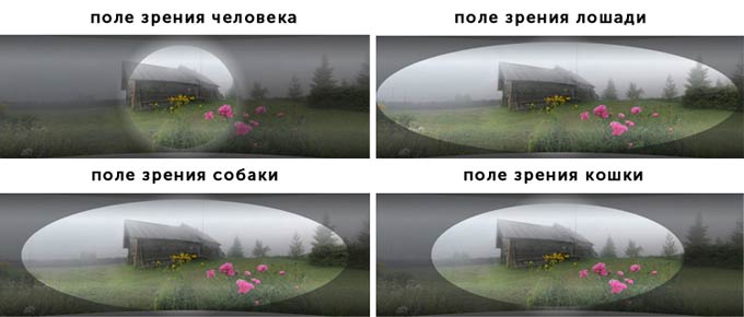поле зрения человека и животных