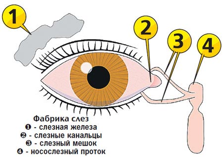 строение слезного канала