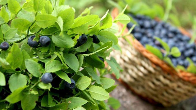 питание при дальнозоркости