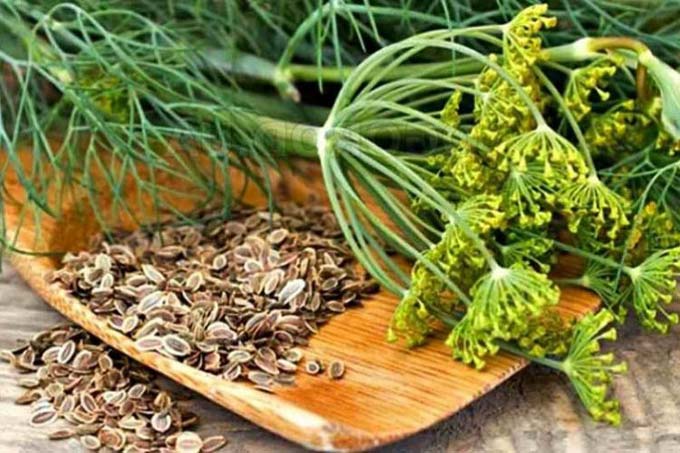 семена укропа от катаракты