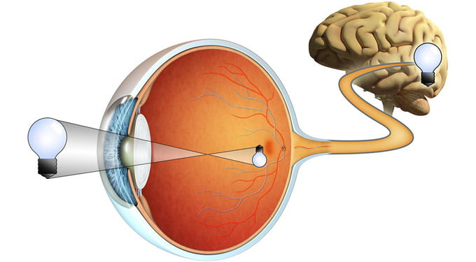 зрительный нерв