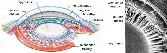 Циннова связка