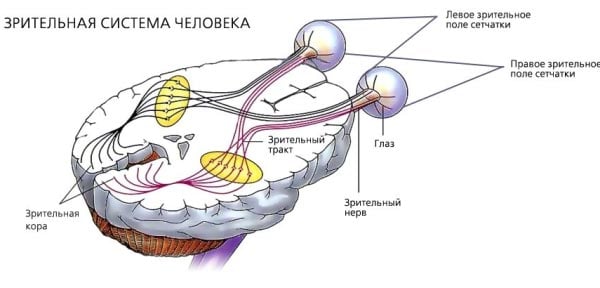 зрительная система человека