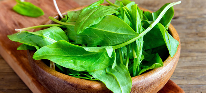 чем полезен щавель для организма