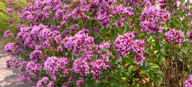 чем полезна душица