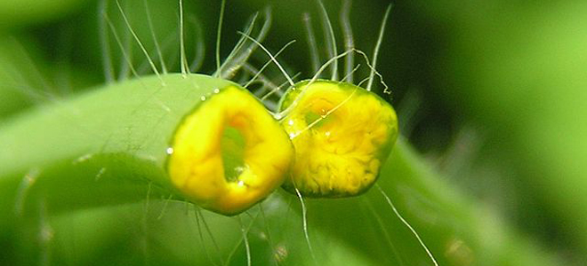 чистотел лечебные свойства и противопоказания