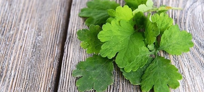 чистотел в народной медицине