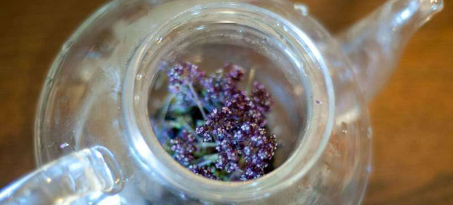 душица лечебные свойства и применение