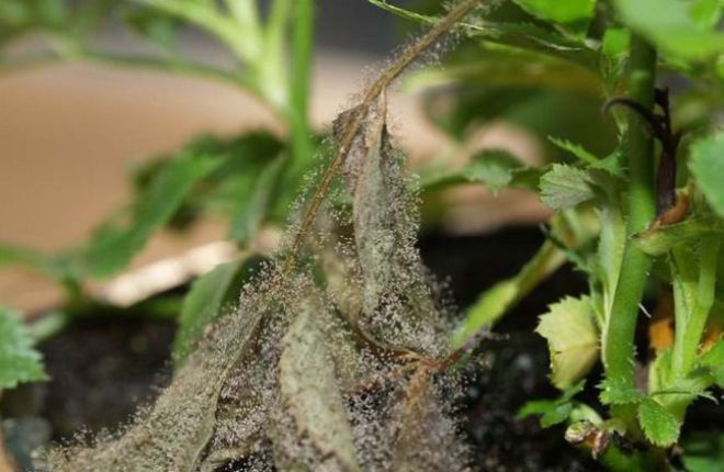 Болезни кампанулы комнатной и борьба с ними Болезни кампанулы комнатной и борьба с ними