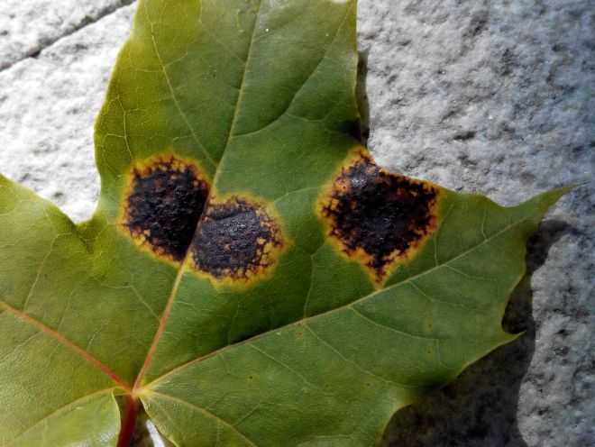 черная пятнистость черная пятнистость